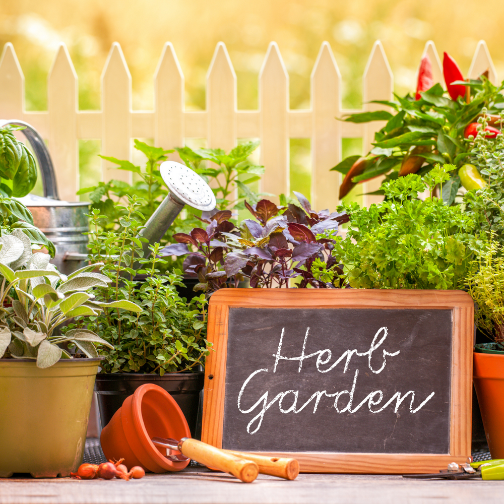 6 Healthy Herbs to Grow in Small Spaces