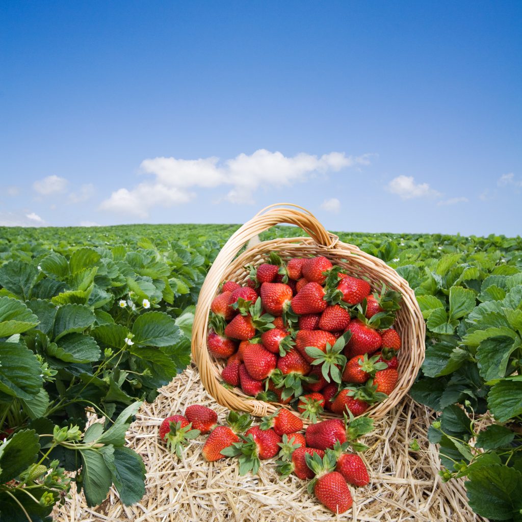 Breaking News! Can you remove pesticide residue from strawberries?